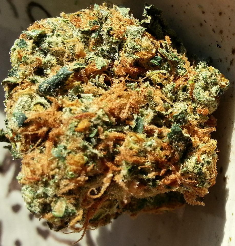 Pumpkin Pie OG