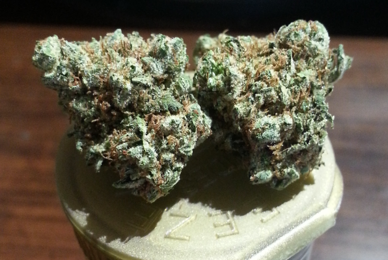 Black Out from Saddleback Organics Medical Marijuana Review