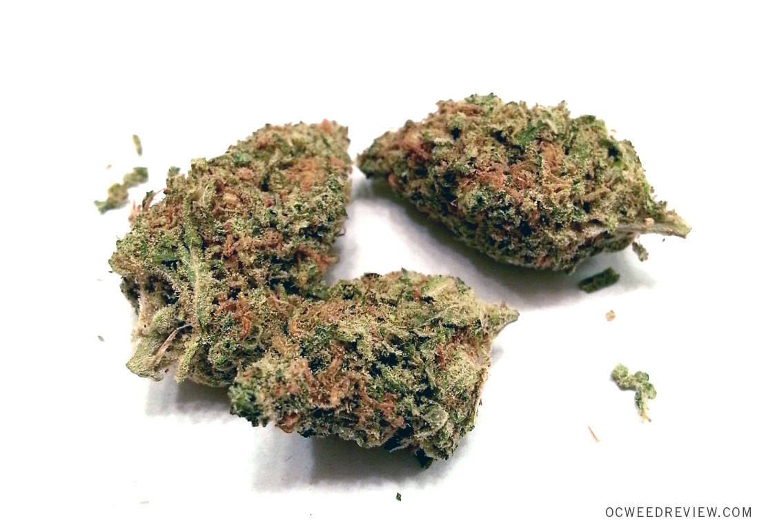 Key Lime Pie Strain Review