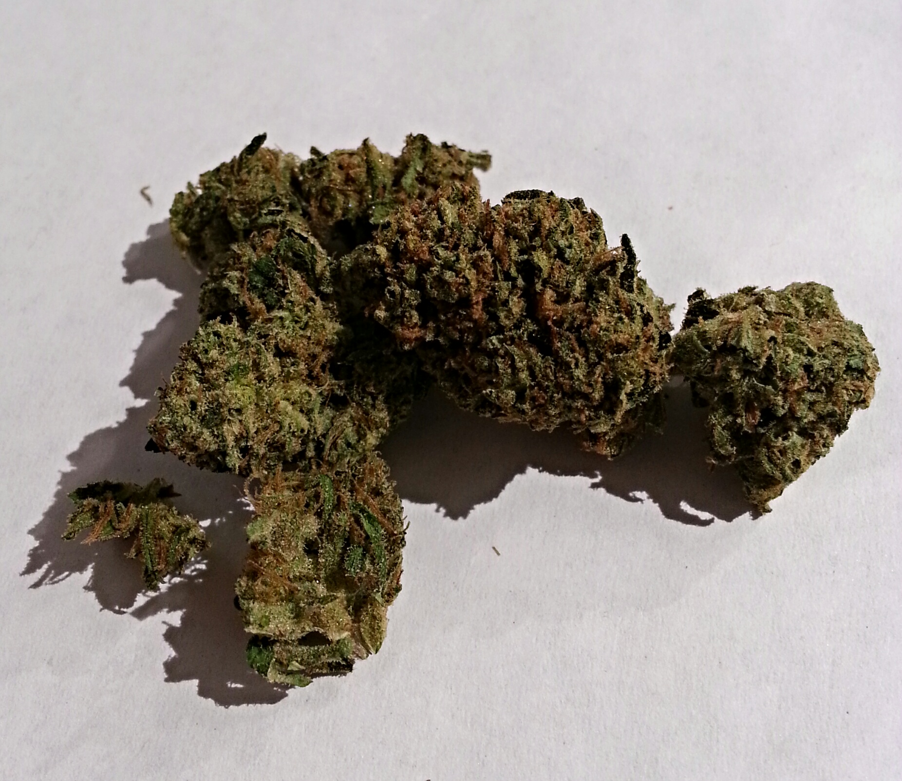 Hash Plant from Diamond Grove Medical Marijuana Review