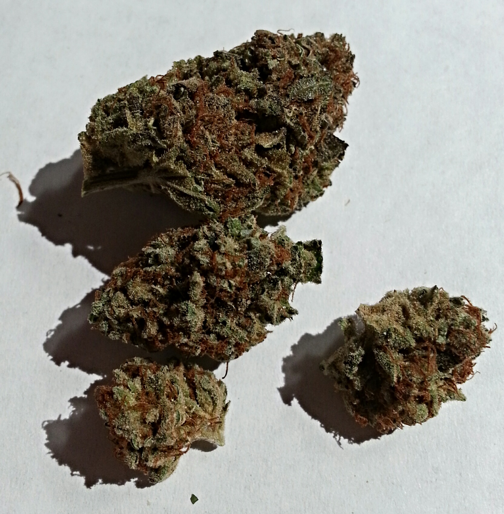 Halo OG from OCPC Medical Marijuana Review