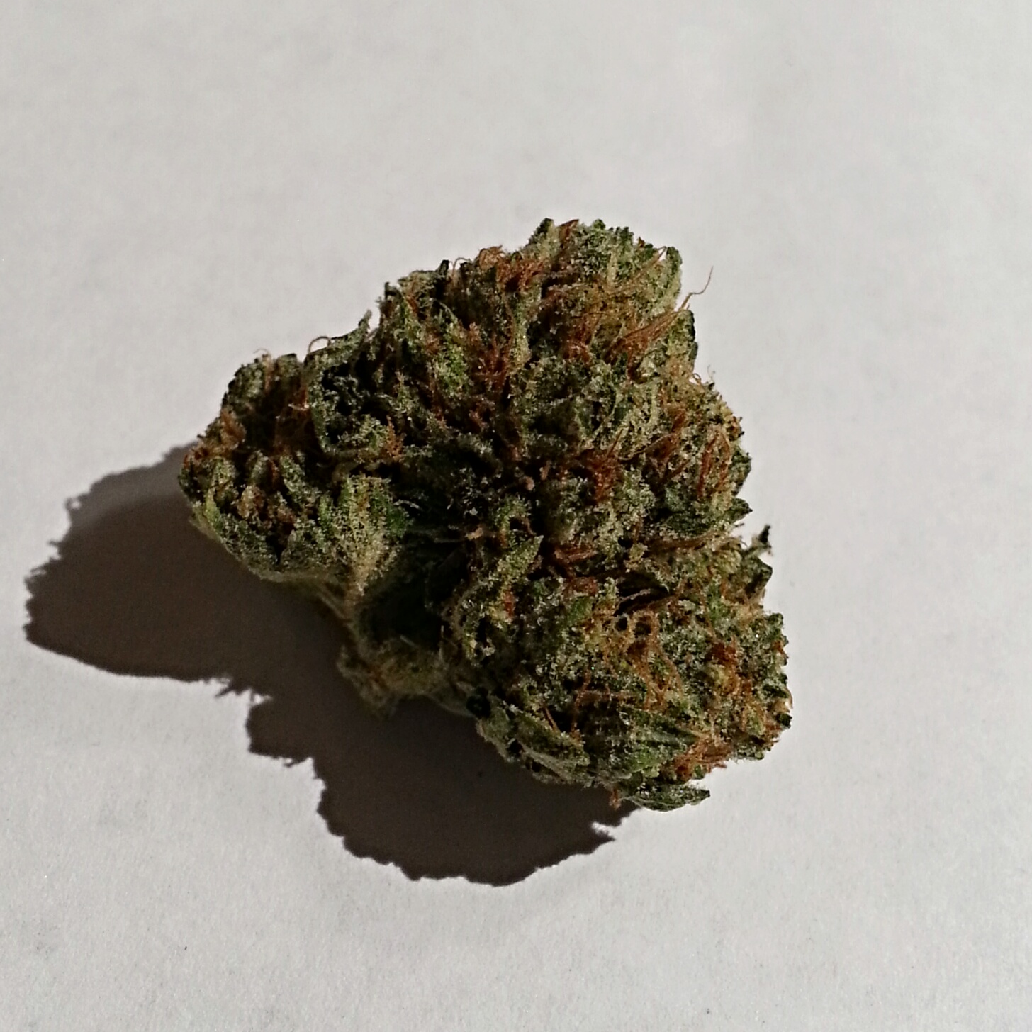 Ogeezus from PSA Medical Marijuana Review