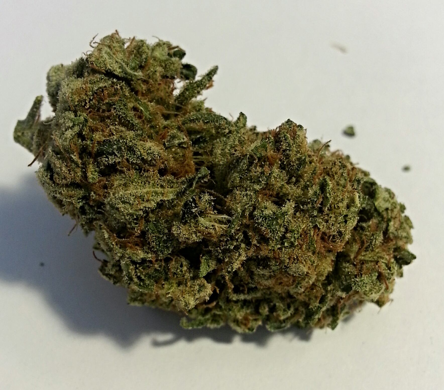 Great White from The Limelight Medical Marijuana Review