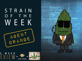 Strain of the Week: Aug. 16, 2015 (Agent Orange)
