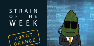 Strain of the Week: Aug. 16, 2015 (Agent Orange)