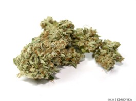 9 Pound Hammer from Royal Trees Collective Review