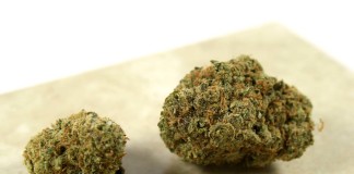 Sweet Tooth from Hand in Hand Patient Care Review
